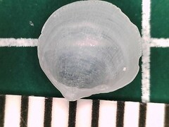 Parvilucina crenella