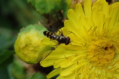 Meliscaeva auricollis