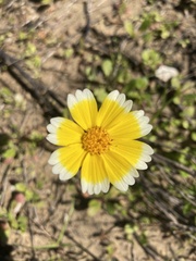 Layia platyglossa
