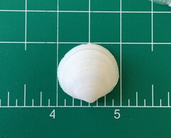 Divalinga quadrisulcata