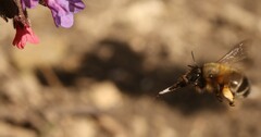 Anthophora plumipes