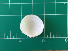 Divalinga quadrisulcata