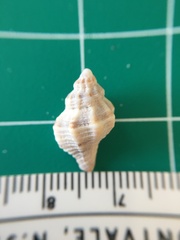 Vokesinotus perrugatus