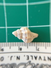 Vokesinotus perrugatus
