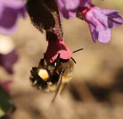 Anthophora plumipes