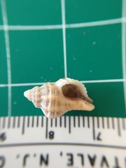 Vokesinotus perrugatus