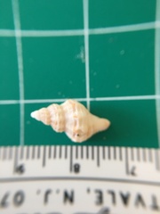 Vokesinotus perrugatus