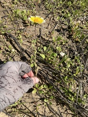 Layia platyglossa