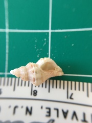 Vokesinotus perrugatus