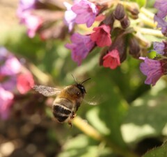 Anthophora plumipes
