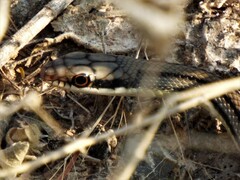 Salvadora lemniscata