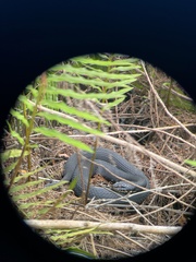 Nerodia fasciata pictiventris