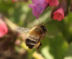 Anthophora plumipes