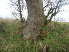 Fraxinus excelsior