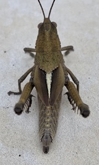 Agriacris