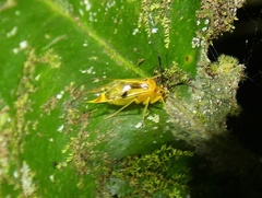 Thyrsophorinae