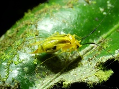 Thyrsophorinae