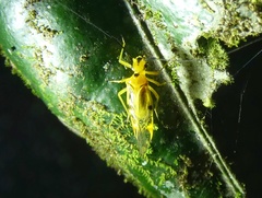 Thyrsophorinae