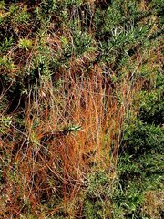 Cuscuta epithymum