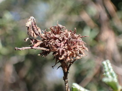 Asphondylia ceanothi