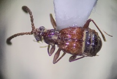 Pselaphinae