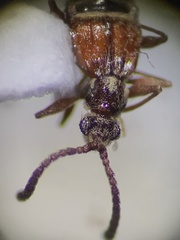 Pselaphinae
