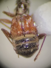 Pselaphinae