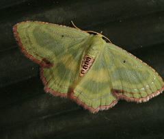 Metallochlora lineata