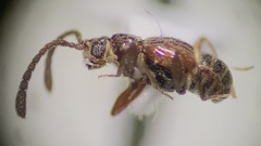 Pselaphinae