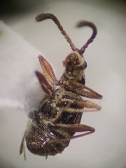 Pselaphinae