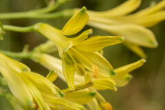 Alstroemeria ligtu simsii