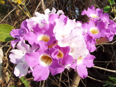 Amphilophium buccinatorium