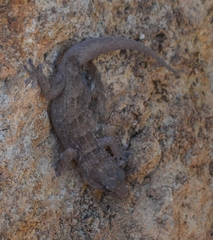 Tarentola boettgeri boettgeri