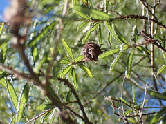 Asphondylia ceanothi