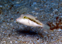Canthigaster bennetti
