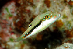 Canthigaster bennetti