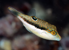 Canthigaster bennetti
