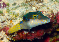 Canthigaster epilampra
