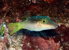 Canthigaster epilampra