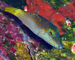Canthigaster epilampra