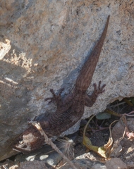 Tarentola boettgeri boettgeri