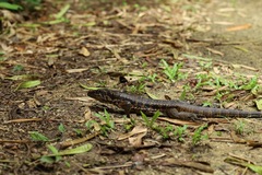 Tupinambis teguixin