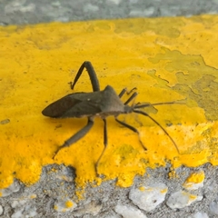 Acanthocephala femorata