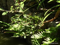 Polypodium cambricum