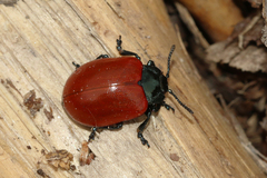 Chrysomela populi