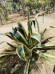 Agave salmiana
