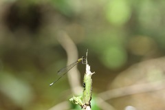 Acanthagrion