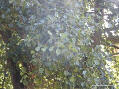 Alnus lusitanica