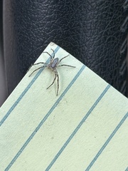 Philodromus spectabilis