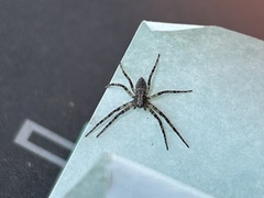 Philodromus spectabilis